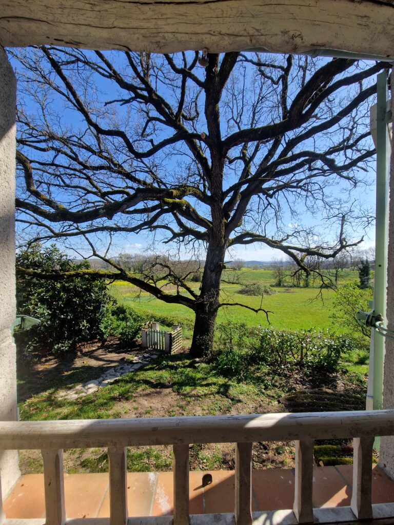 Vue panoramique sur un grand arbre et les collines verdoyantes depuis le gîte